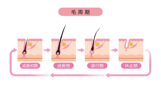髪の毛周期の理解が大事