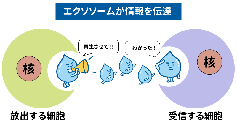 エクソームが情報を伝達