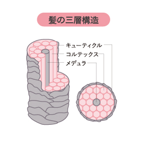 髪の毛の三層構造
