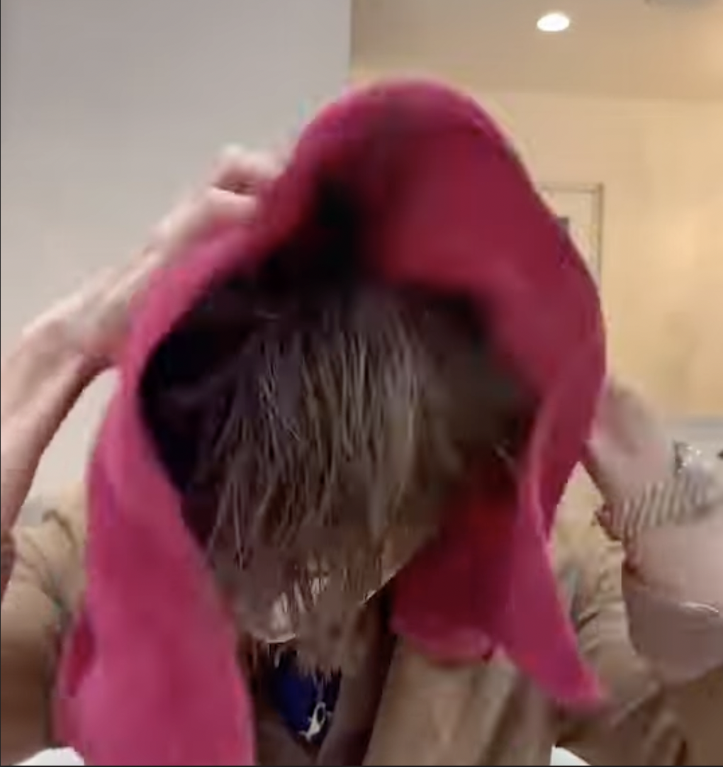 まずは優しくタオルドライ