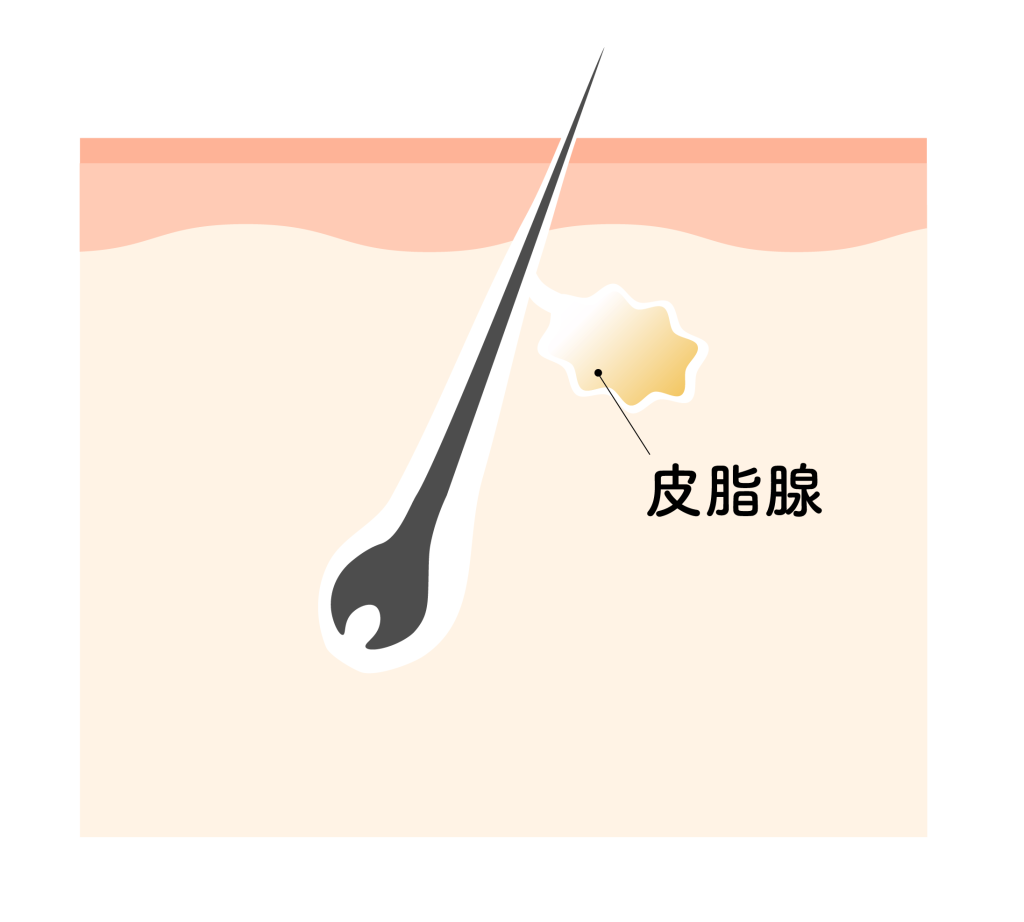 皮脂腺の働きを知る